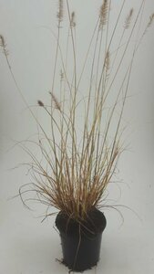 Pennisetum alopecuroides 'Hameln' C2 - afbeelding 7