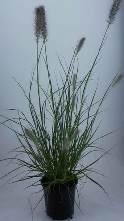 Pennisetum alopecuroides 'Hameln' C2 - afbeelding 9