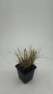 Pennisetum alopecuroides 'Hameln' C2 - afbeelding 20