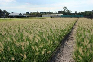 Pennisetum alopecuroides 'Hameln' C2 - afbeelding 11