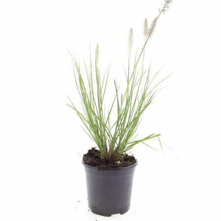 Pennisetum alopecuroides 'Hameln' C2 - afbeelding 2