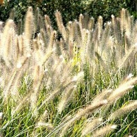 Pennisetum alopecuroides 'Hameln' C2 - afbeelding 29