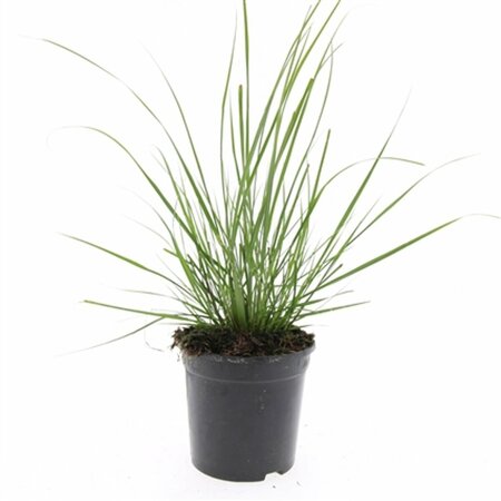 Pennisetum alopecuroides 'Hameln' C2 - afbeelding 10