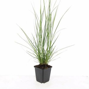 Pennisetum alopecuroides 'Hameln' C2 - afbeelding 26