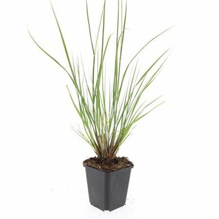 Pennisetum alopecuroides 'Hameln' C2 - afbeelding 24