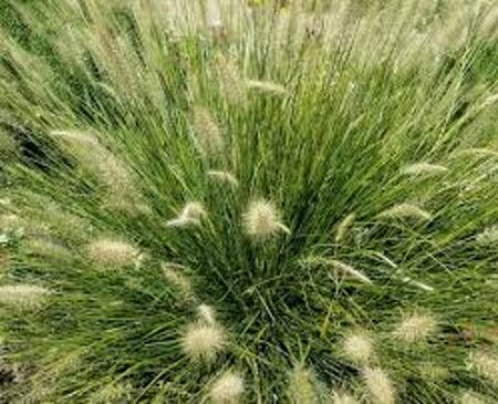 Pennisetum alopecuroides 'Little Bunny' C2 - afbeelding 7