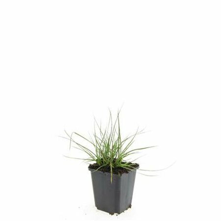 Pennisetum alopecuroides 'Little Bunny' C2 - afbeelding 20