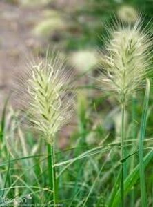 Pennisetum alopecuroides 'Little Bunny' C2 - afbeelding 8