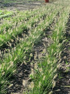 Pennisetum alopecuroides 'Little Bunny' C2