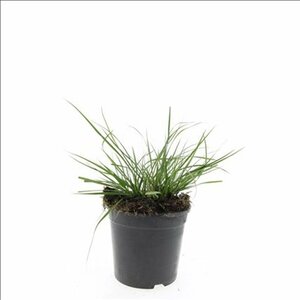 Pennisetum alopecuroides 'Little Bunny' C2 - afbeelding 13