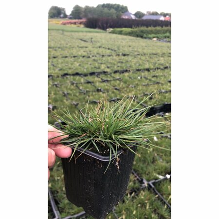 Pennisetum alopecuroides 'Little Bunny' C2 - afbeelding 12
