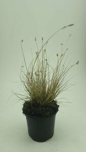 Pennisetum alopecuroides 'Little Bunny' C2 - afbeelding 3