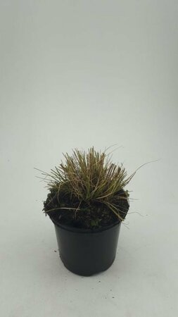 Pennisetum alopecuroides 'Little Bunny' C2 - afbeelding 4