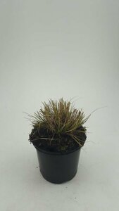 Pennisetum alopecuroides 'Little Bunny' C2 - afbeelding 4