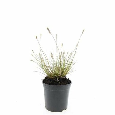 Pennisetum alopecuroides 'Little Bunny' C2 - afbeelding 5