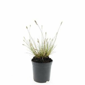 Pennisetum alopecuroides 'Little Bunny' C2 - afbeelding 5