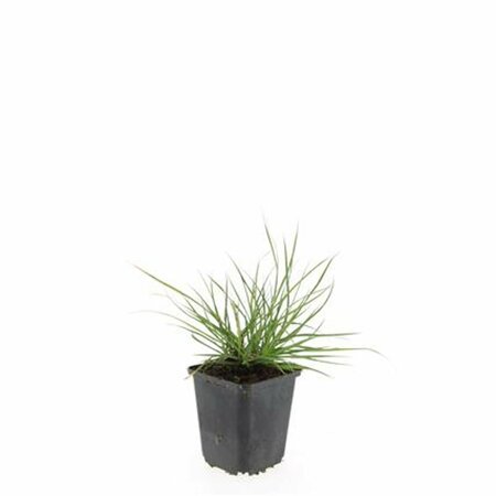 Pennisetum alopecuroides 'Little Bunny' C2 - afbeelding 17