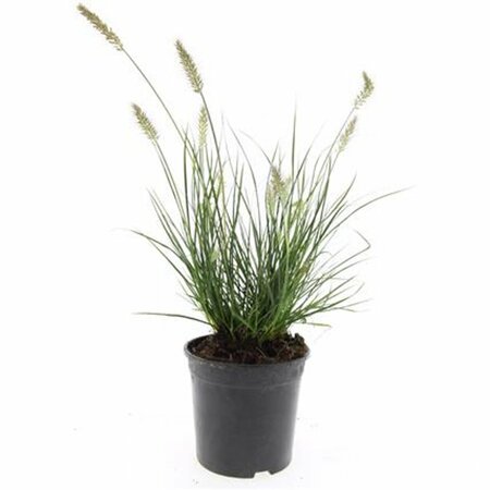 Pennisetum alopecuroides 'Little Bunny' C2 - afbeelding 6