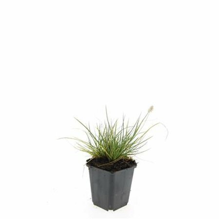Pennisetum alopecuroides 'Little Bunny' C2 - afbeelding 18