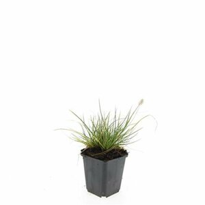 Pennisetum alopecuroides 'Little Bunny' C2 - afbeelding 18