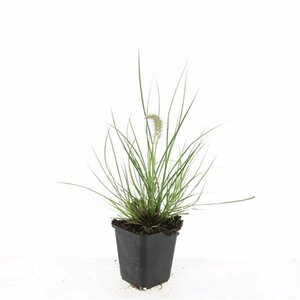 Pennisetum alopecuroides 'Little Bunny' C2 - afbeelding 19