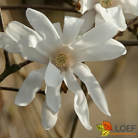 Magnolia stellata 'Royal Star' 125/150 C. - afbeelding 1