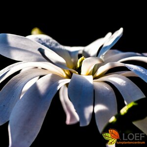Magnolia stellata 'Royal Star' 125/150 C. - afbeelding 2