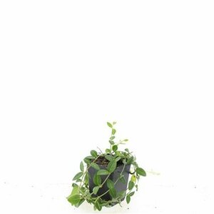 Vinca minor 'Alba' P9 - afbeelding 18