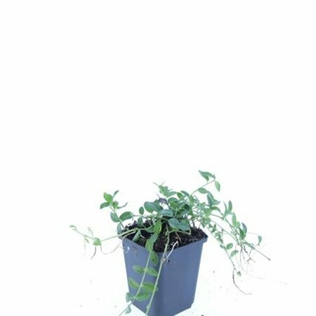 Vinca minor 'Alba' P9 - afbeelding 9