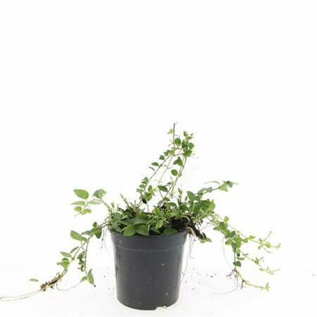 Vinca minor 'Alba' P9 - afbeelding 4