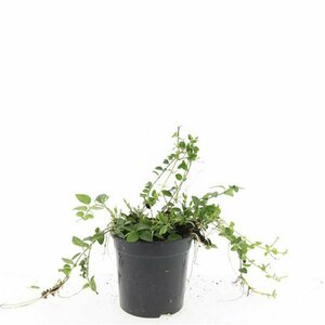 Vinca minor 'Alba' P9 - afbeelding 4