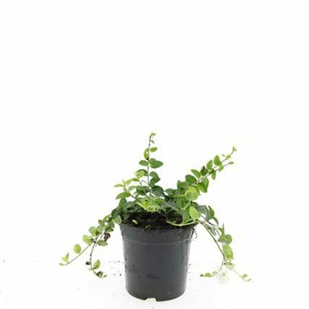 Vinca minor 'Alba' P9 - afbeelding 3