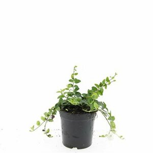 Vinca minor 'Alba' P9 - afbeelding 3