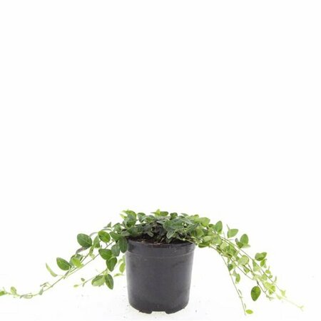 Vinca minor 'Alba' P9 - afbeelding 2