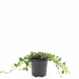 Vinca minor 'Alba' P9 - afbeelding 2