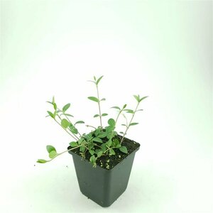 Vinca minor 'Alba' P9 - afbeelding 8