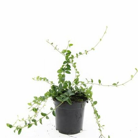 Vinca minor 'Alba' P9 - afbeelding 19