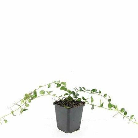 Vinca minor 'Alba' P9 - afbeelding 17