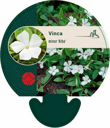 Vinca minor 'Alba' P9 - afbeelding 12