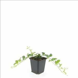 Vinca minor 'Alba' P9 - afbeelding 11