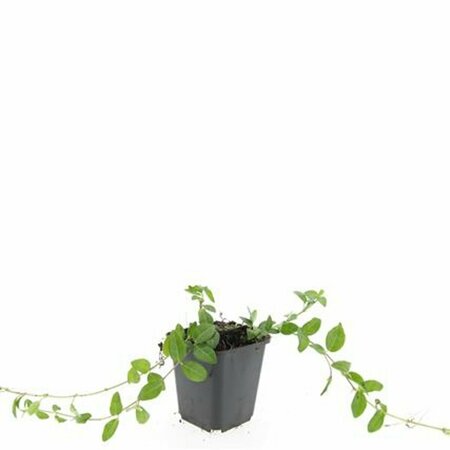 Vinca minor 'Alba' P9 - afbeelding 16