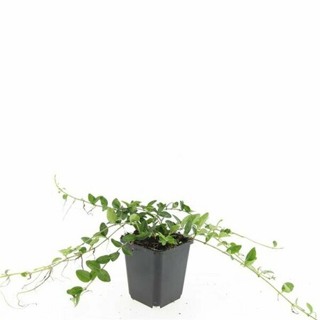Vinca minor 'Alba' P9 - afbeelding 15