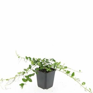 Vinca minor 'Alba' P9 - afbeelding 15