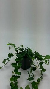 Vinca minor 'Alba' P9 - afbeelding 5