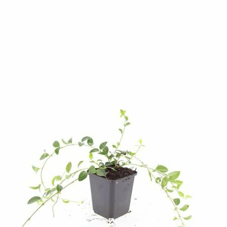 Vinca minor 'Alba' P9 - afbeelding 10