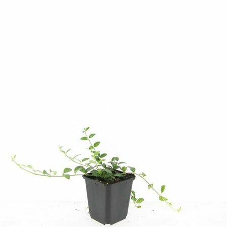 Vinca minor 'Alba' P9 - afbeelding 13
