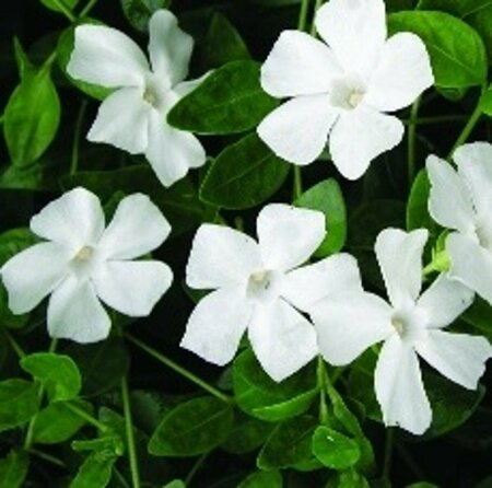 Vinca minor 'Alba' P9 - afbeelding 6