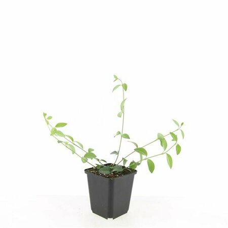 Vinca minor 'Alba' P9 - afbeelding 14