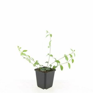Vinca minor 'Alba' P9 - afbeelding 14