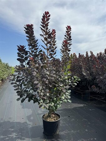 Cotinus coggrygia 'Royal Purple' - afbeelding 4